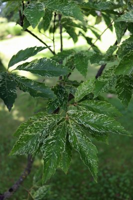 Quercus serrata 'Ishii' - dub žláznatý - list